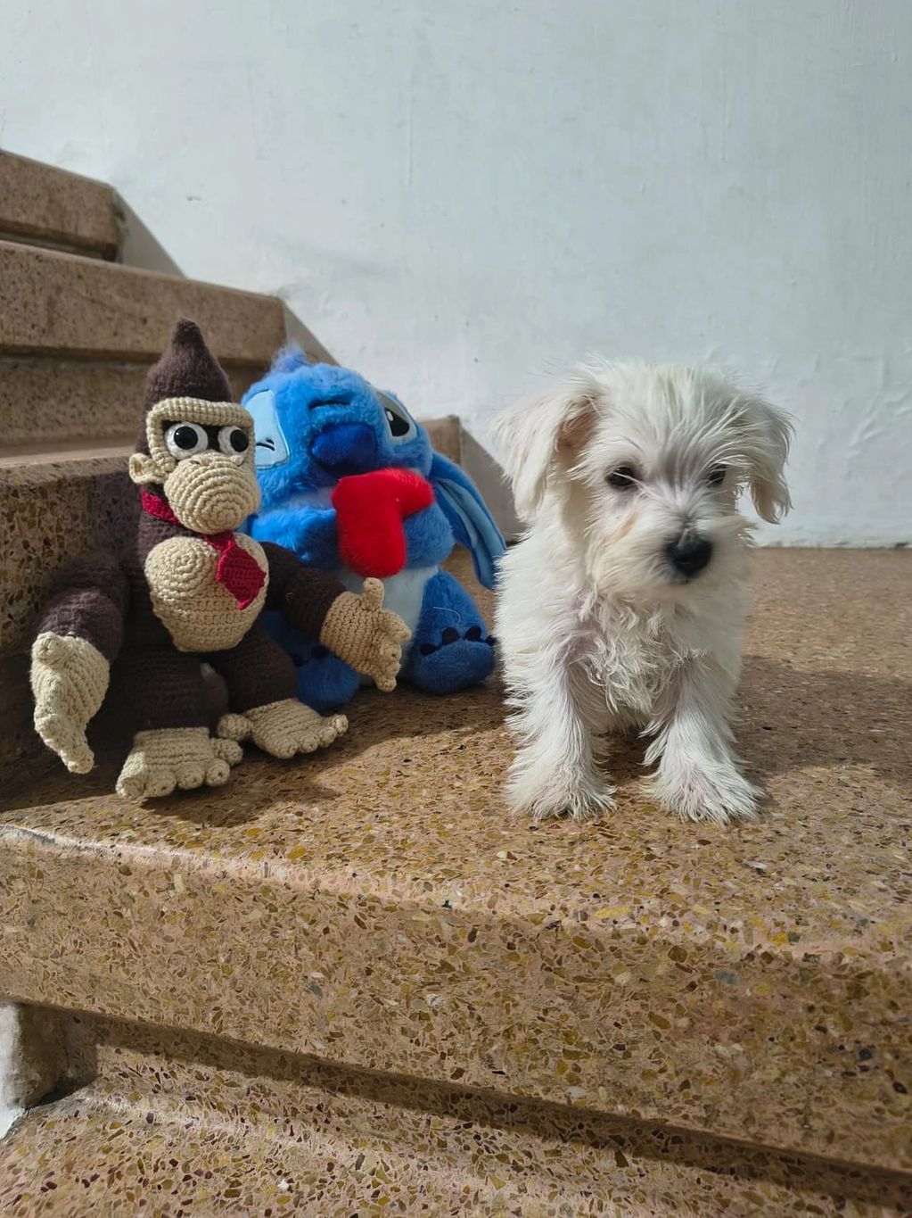 Small white puppy standing on stairs next to two stuffed toys.