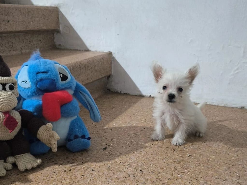 Small white puppy sitting near stairs and plush toys.