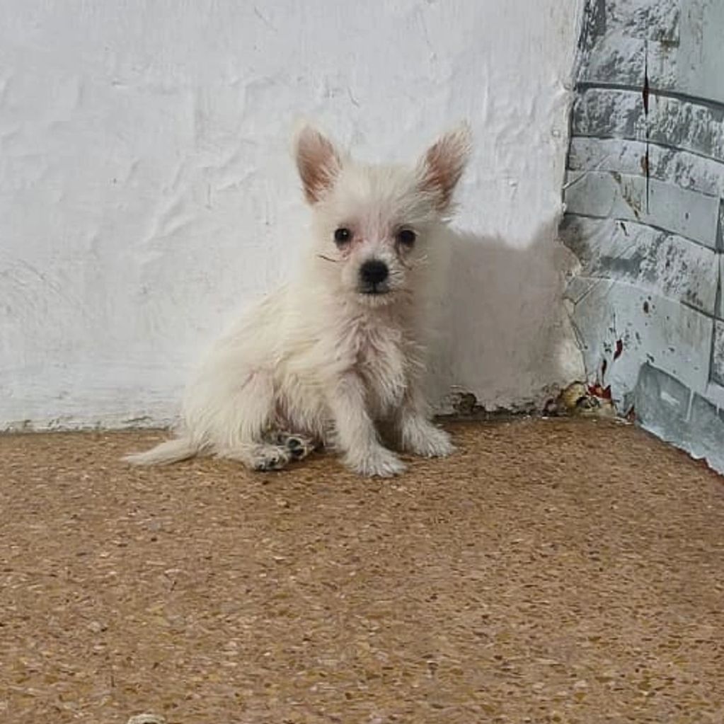 Small white puppy sitting on a brown floor near a wall.