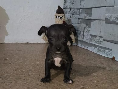 Cachorrita chihuahueña talla bolsillo vacunada desparasitada pedigre opcional con cargo extra costo 