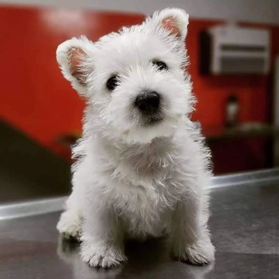West Highland white terrier cachorrito macho 