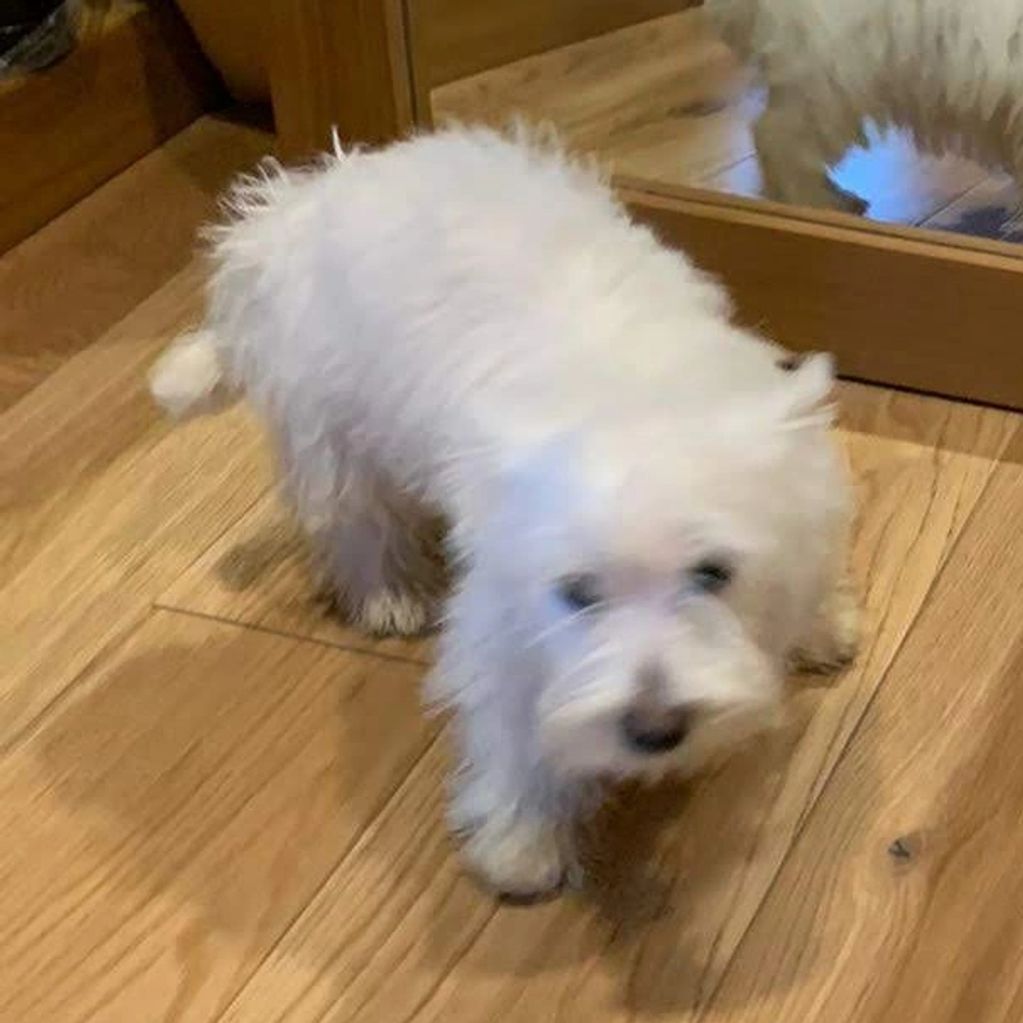 A small fluffy white dog stands on a wooden floor near a mirror.