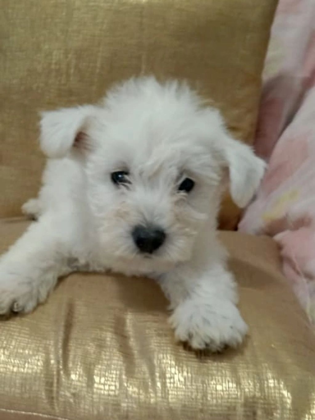 Adorable white fluffy puppy resting on a golden cushion.