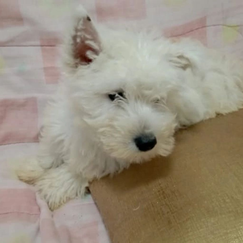A fluffy white puppy resting on a bed with a brown cushion.