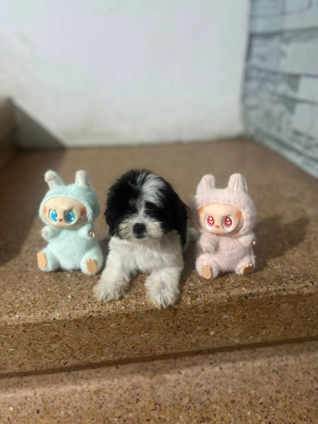 A black and white puppy sits between two plush bunny dolls on a stone step.