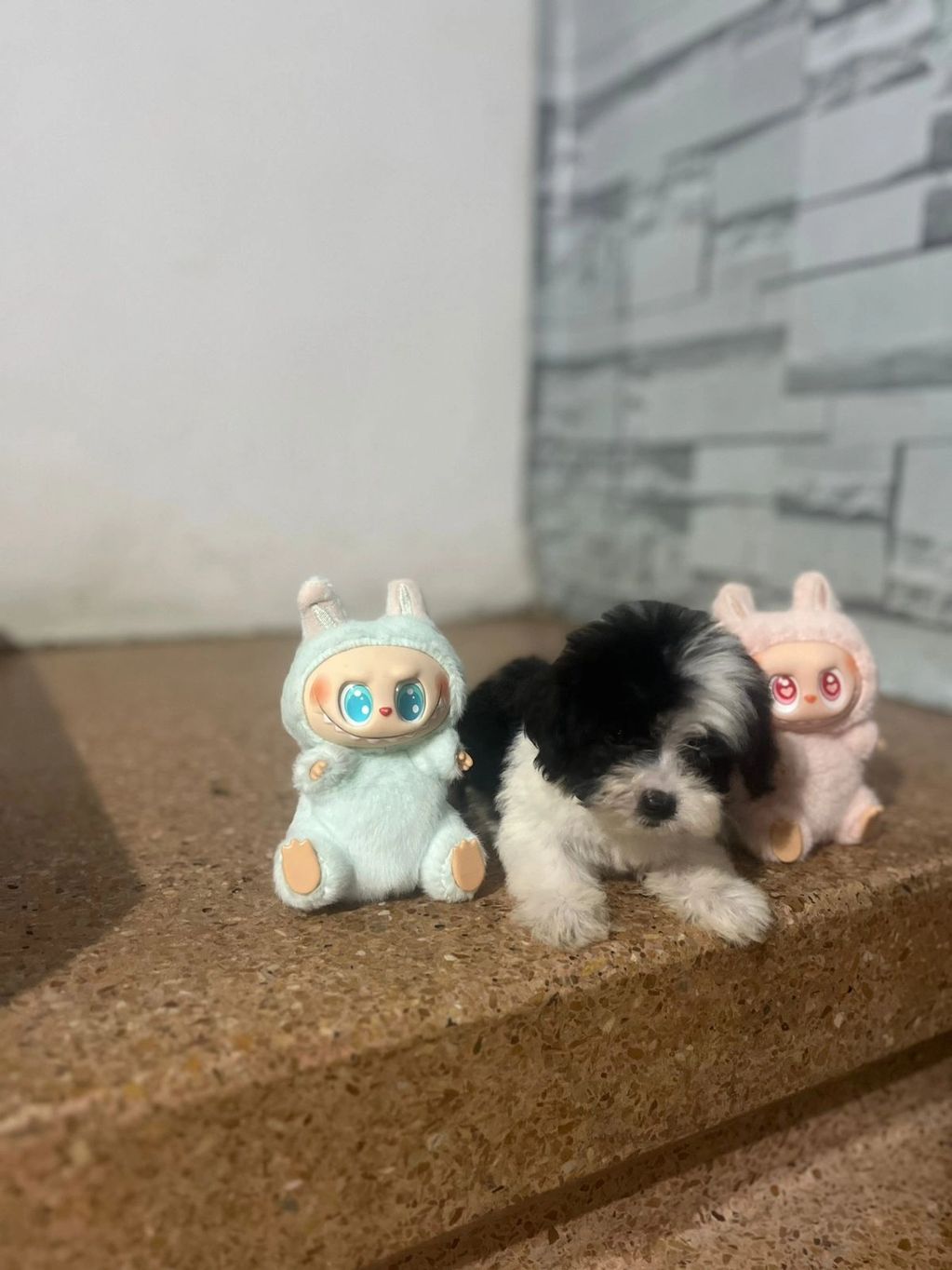 A black and white puppy sits between two cute plush dolls with big eyes.