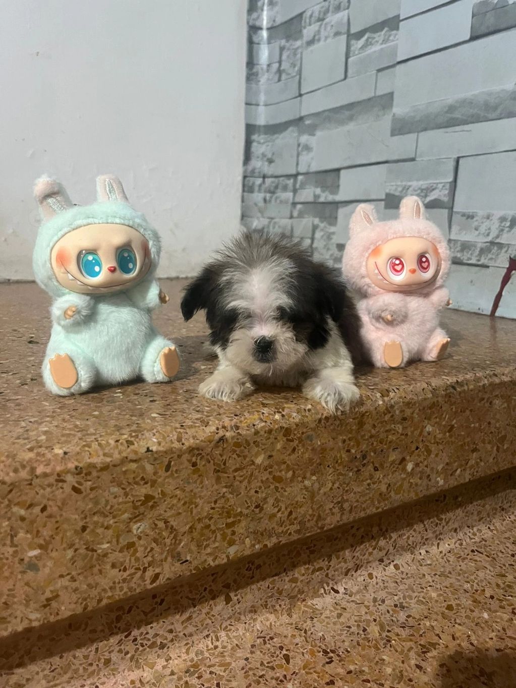 A fluffy puppy sits between two cute bunny-costumed dolls on a stone surface.