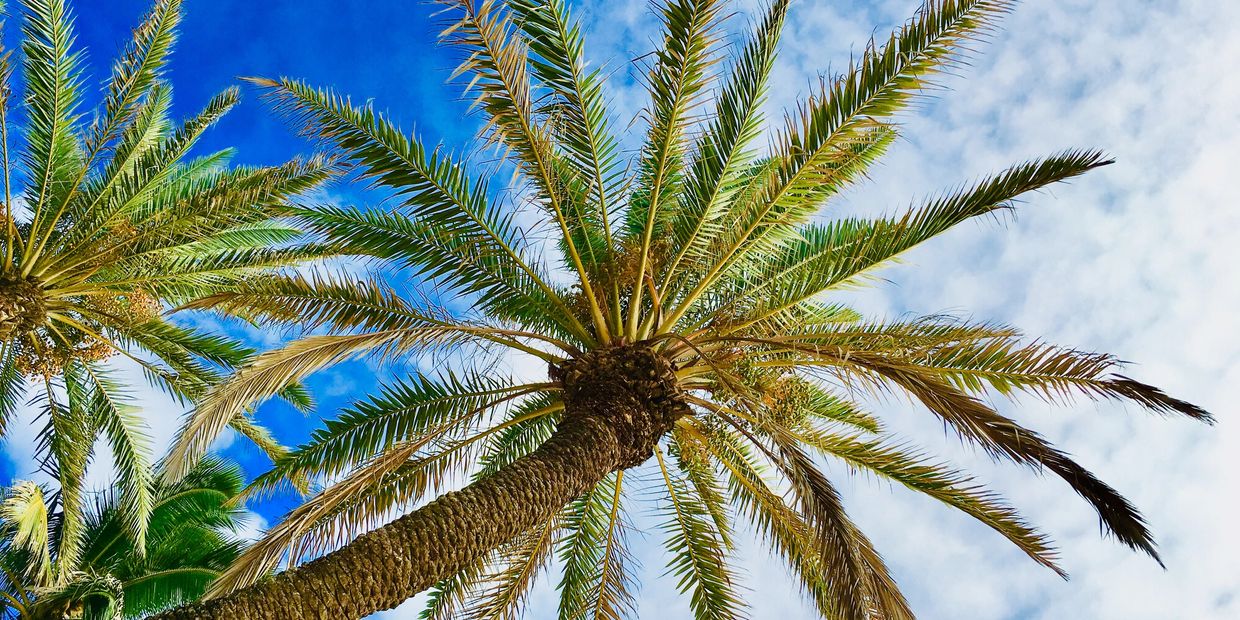 Hawaiian palm tree