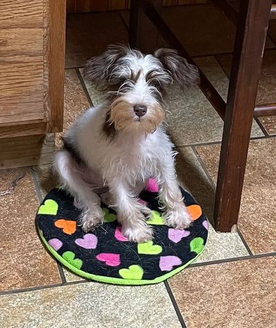 Dog sitting on a carpet 