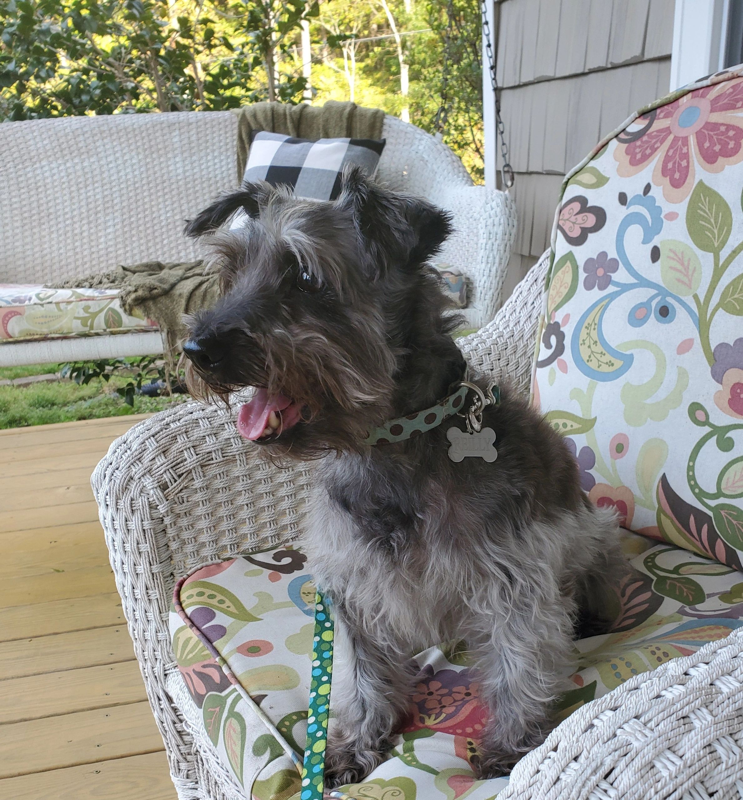 Schnauzer Rescue of the Carolinas Happy Tails North Carolina South Carolina Dog Rescue