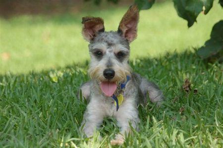 A Schnauzer puppy