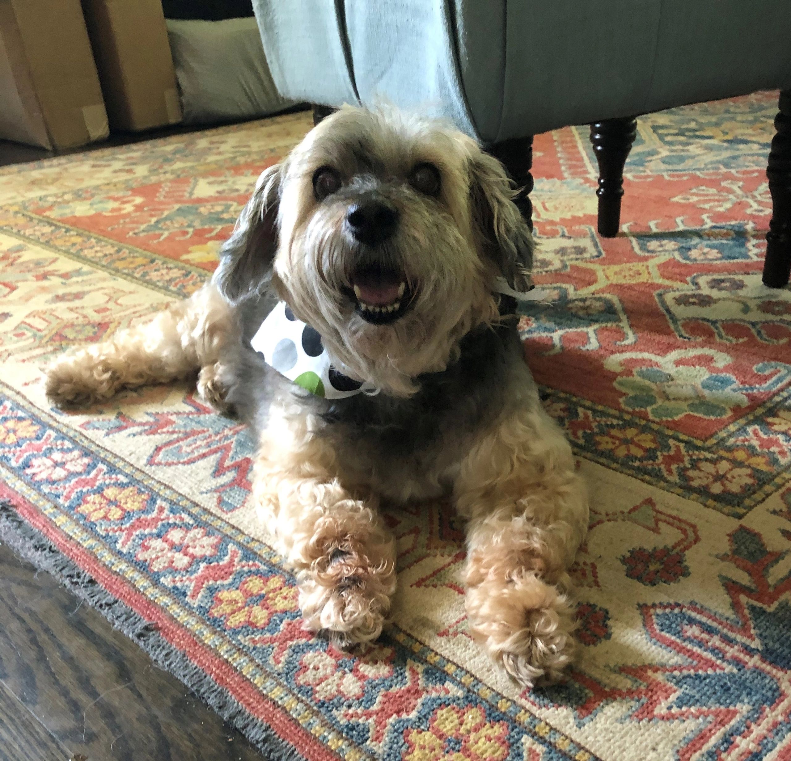 Mini Schnauzer Rescue Texas 24 - b3ca6ju