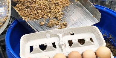 Carton of eggs near mash tun with spent grain at Lost Shoe Brewing & Roasting.