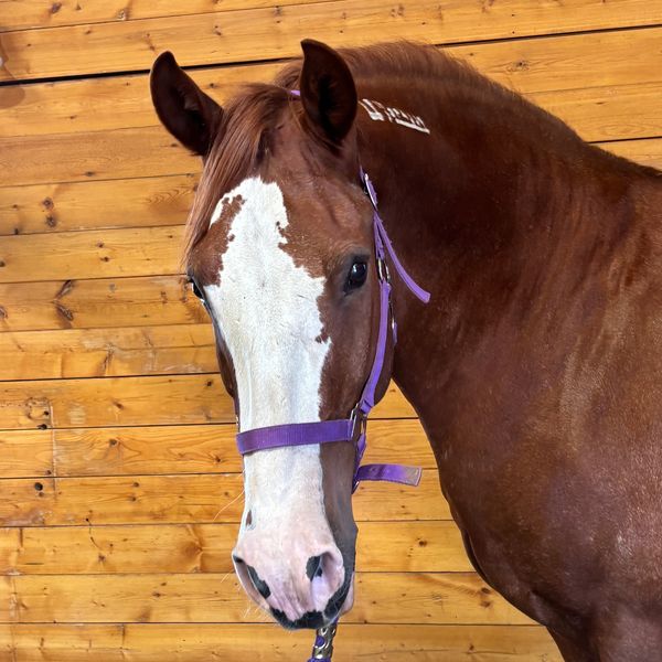 Brown and white horse with a purple halter.