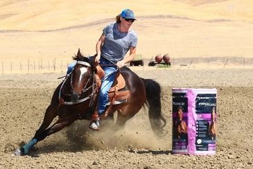 barrel racing horse