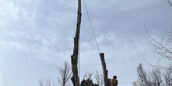Worker cutting tall trees with rigging equipment.