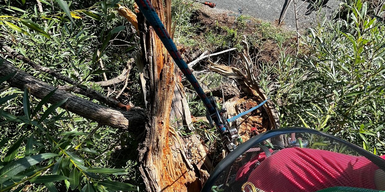 View from a tree climber's harness looking down at broken tree limbs.