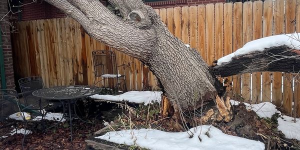 storm broken tree with snow in backyard.