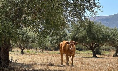 Cow grazing in Olive Grove in Greece