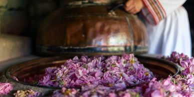 Traditional distillation of Damask Rose