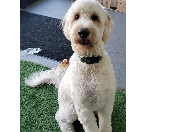Goldendoodle Training – Puppy Training advice (from a trainer) - Your  Modern Dad