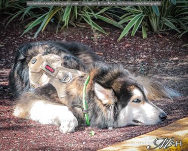 Dog resting.  