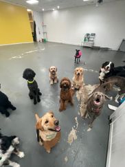 dogページ るな ページ 33444_03.jpg