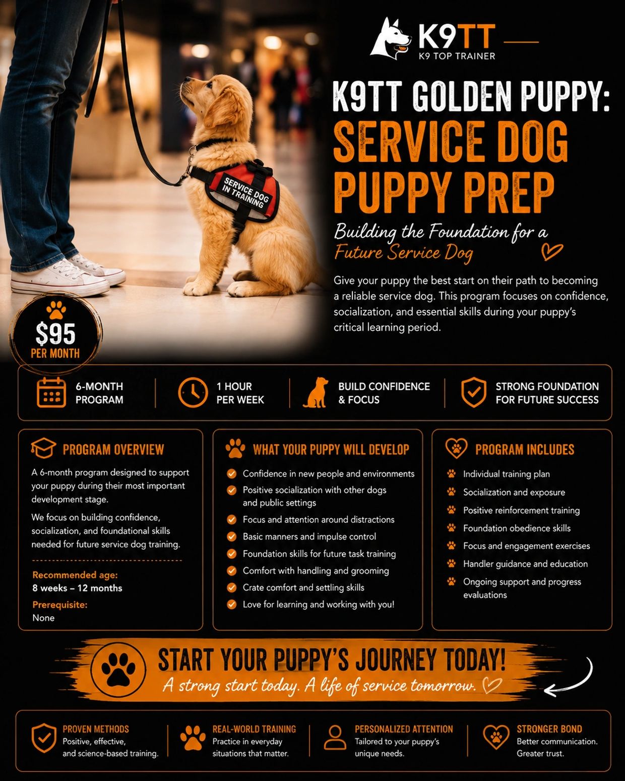 Golden puppy training for service dogs program.