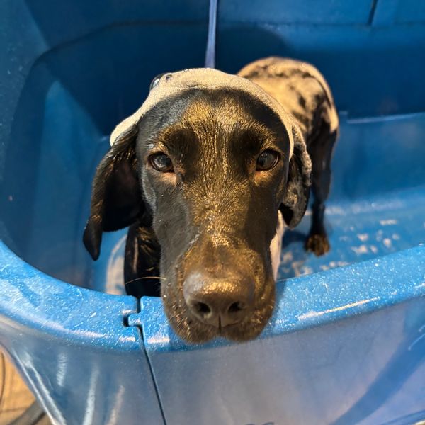 A black dog standing inside a blue plastic container.