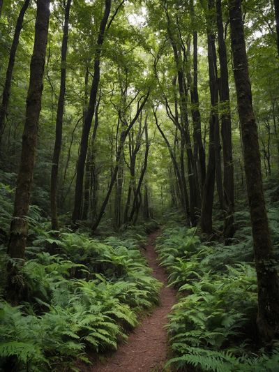 A narrow dirt path winds through a dense, green forest filled with tall trees and lush ferns.