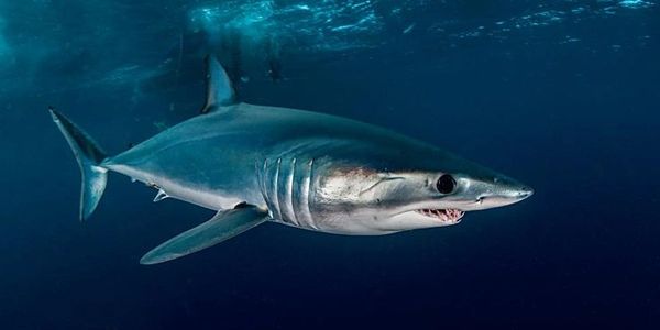 Mako shark private custom tour scuba diving trip free diving La Paz Baja California Cabo San Lucas