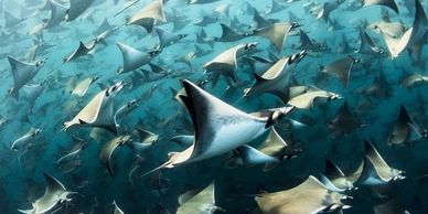 Migración Mobula tour privado personalizado viaje de buceo apnea La Paz Baja California