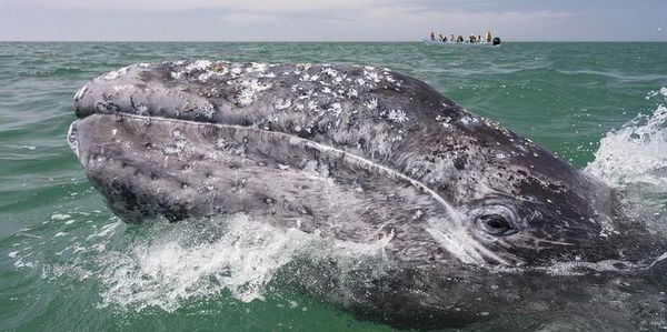 Grey whale private custom tour scuba diving trip free diving La Paz Baja California Cabo San Lucas