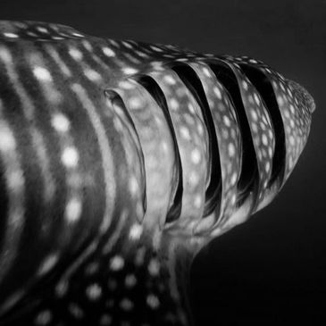 Whale shark swimming in the bay of La Paz