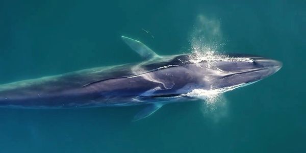 fin whale private custom tour scuba diving trip free diving La Paz Baja California Sur Cabo San Lucas