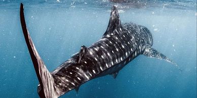 Whale shark private custom tour scuba diving trip free diving La Paz Baja California Cabo San Lucas
