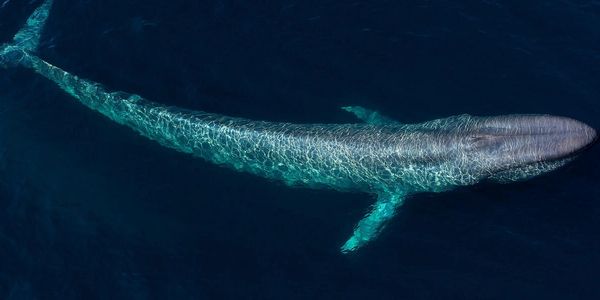 Blue whale private custom tour scuba diving trip free diving La Paz Baja California Cabo San Lucas