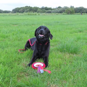 Black Labrador lying down with rosette