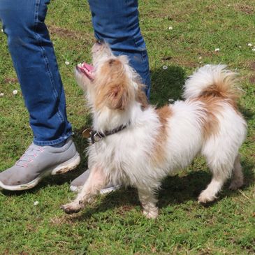 Jack Russell Terrier competitive heelwork