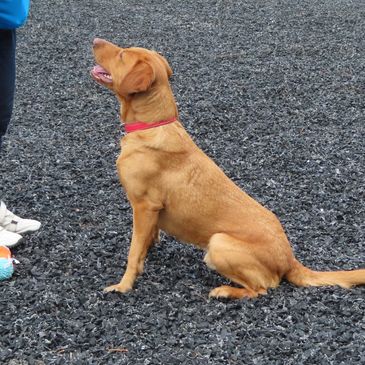 Labrador sitting with focus on handler