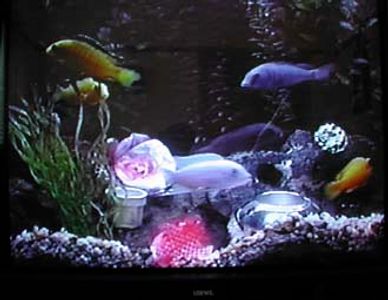 Little fish swimming in the fishtank at Channel 31 studios with a silver vase and pendants made from