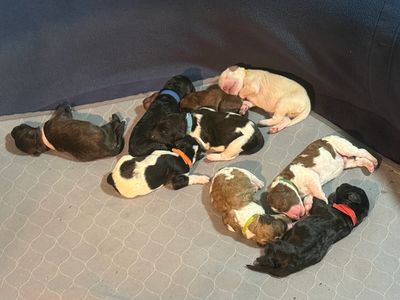 Goldendoodle puppies available 