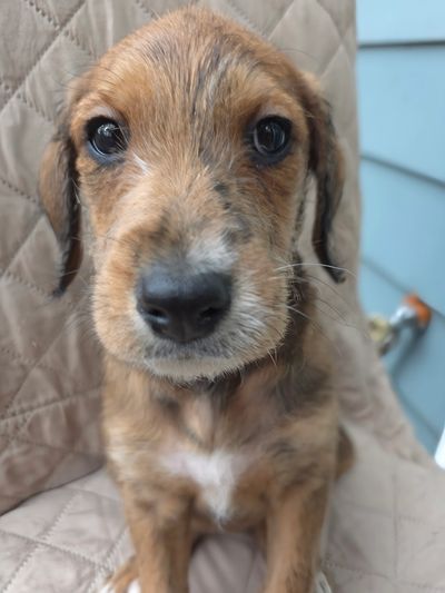 Close-up of an adorable puppy with soulful eyes and a soft brown coat.