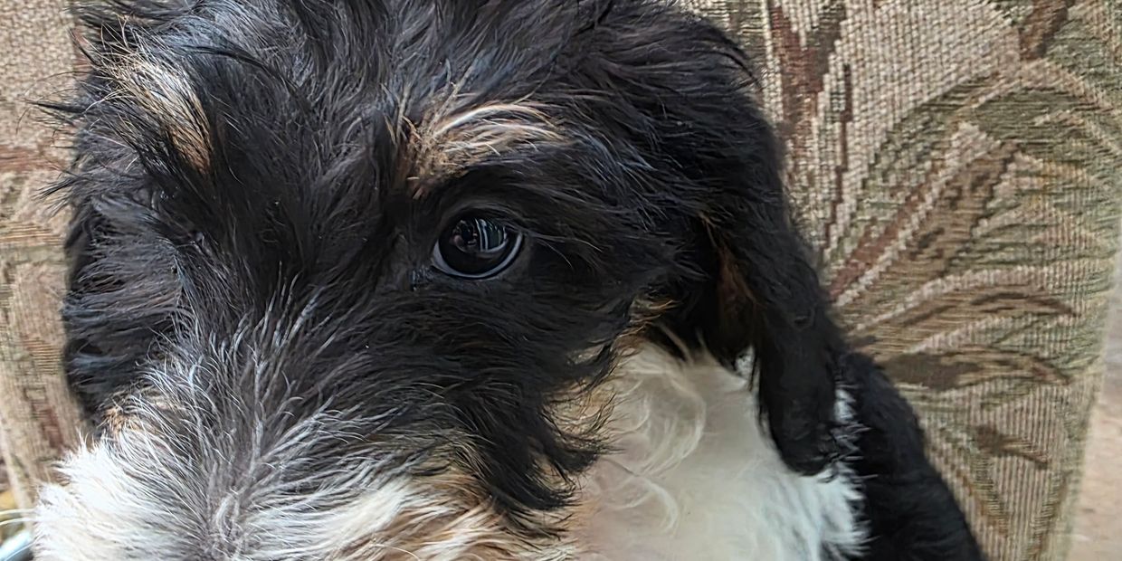 Super-Cute Male Puppy. He is a special puppy that you Should Consider.