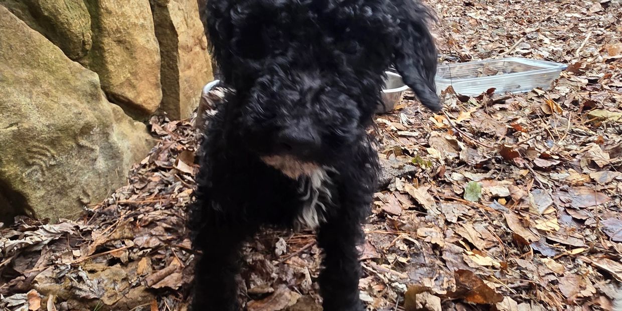 Beautiful Example of Our Program, She is intelligent and Good Natured.