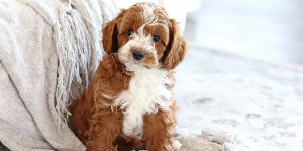 toy poodle puppy, toy poodle, red toy poodle, miniature poodle, parti poodle, toy poodle for sale