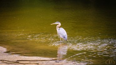 Great Blue Heron