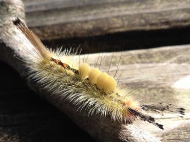 Yellow hairy Caterpillar