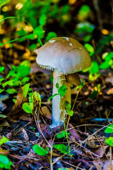 Mushroom wrapped in green ivy