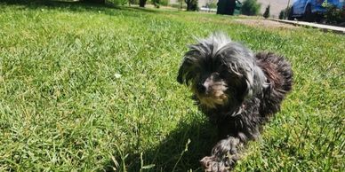 We do also have dogs for adoption!